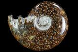 Polished, Agatized Ammonite (Cleoniceras) - Madagascar #97234-1